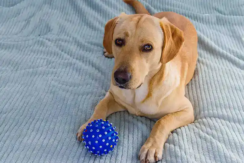 Dog with a ball