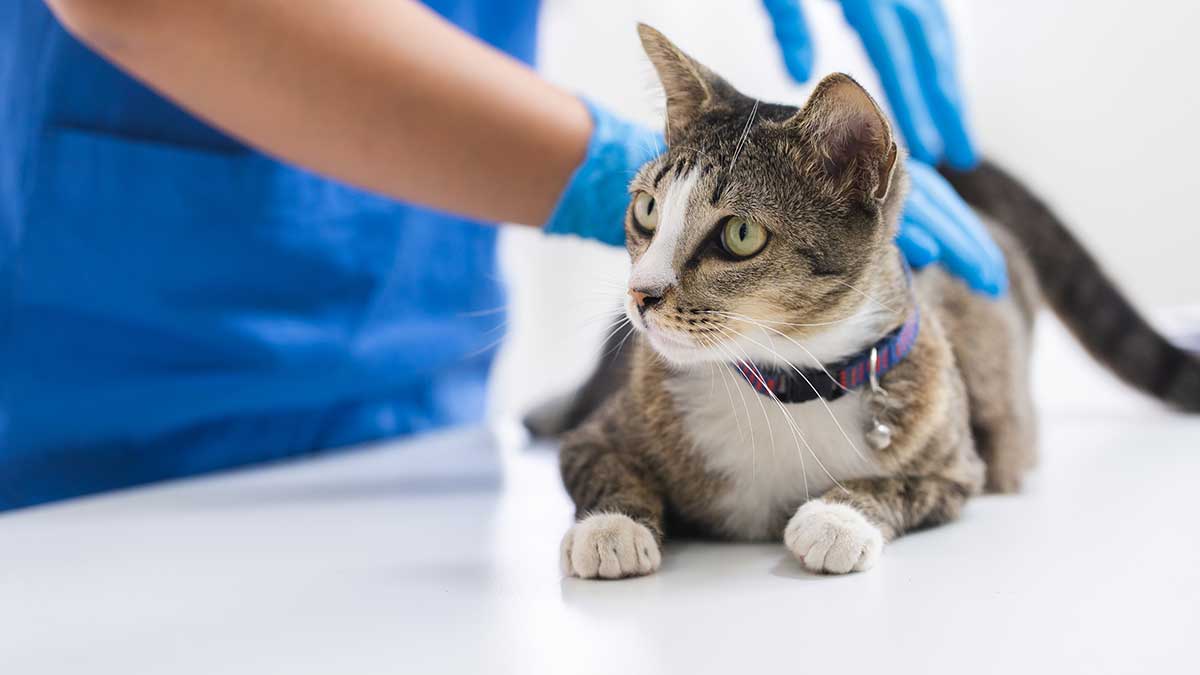 Veterinary About Us | Arcadia, FL | Animal Ark of Arcadia