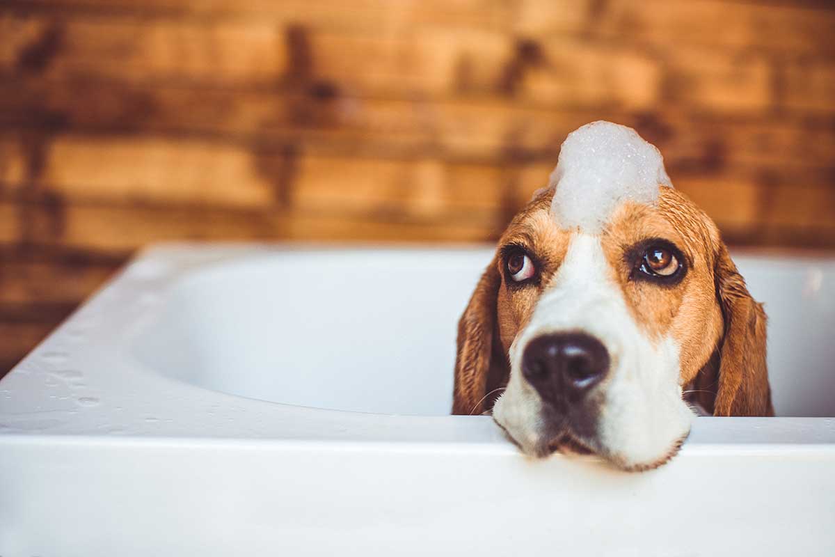 A hound dog being bathed