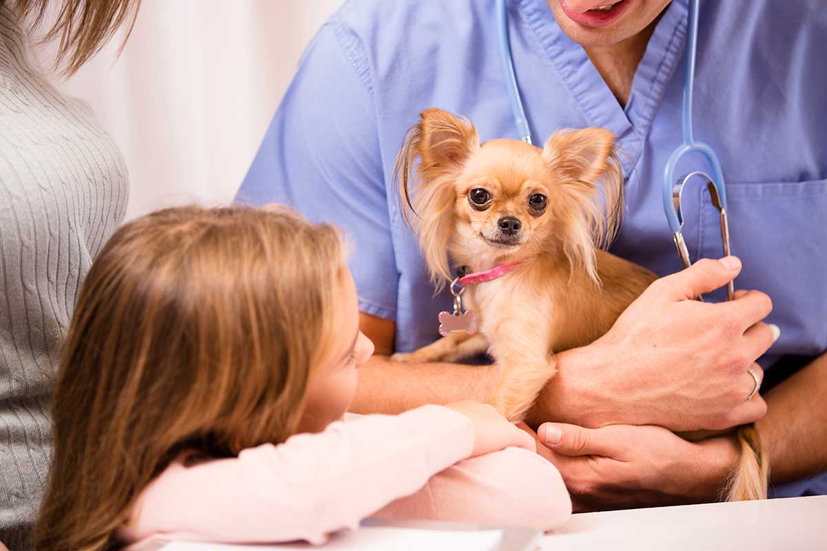 A dog with their family meeting the vet