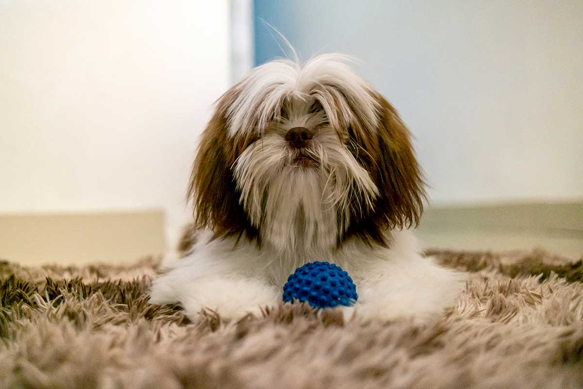 A shaggy dog laying with a toy