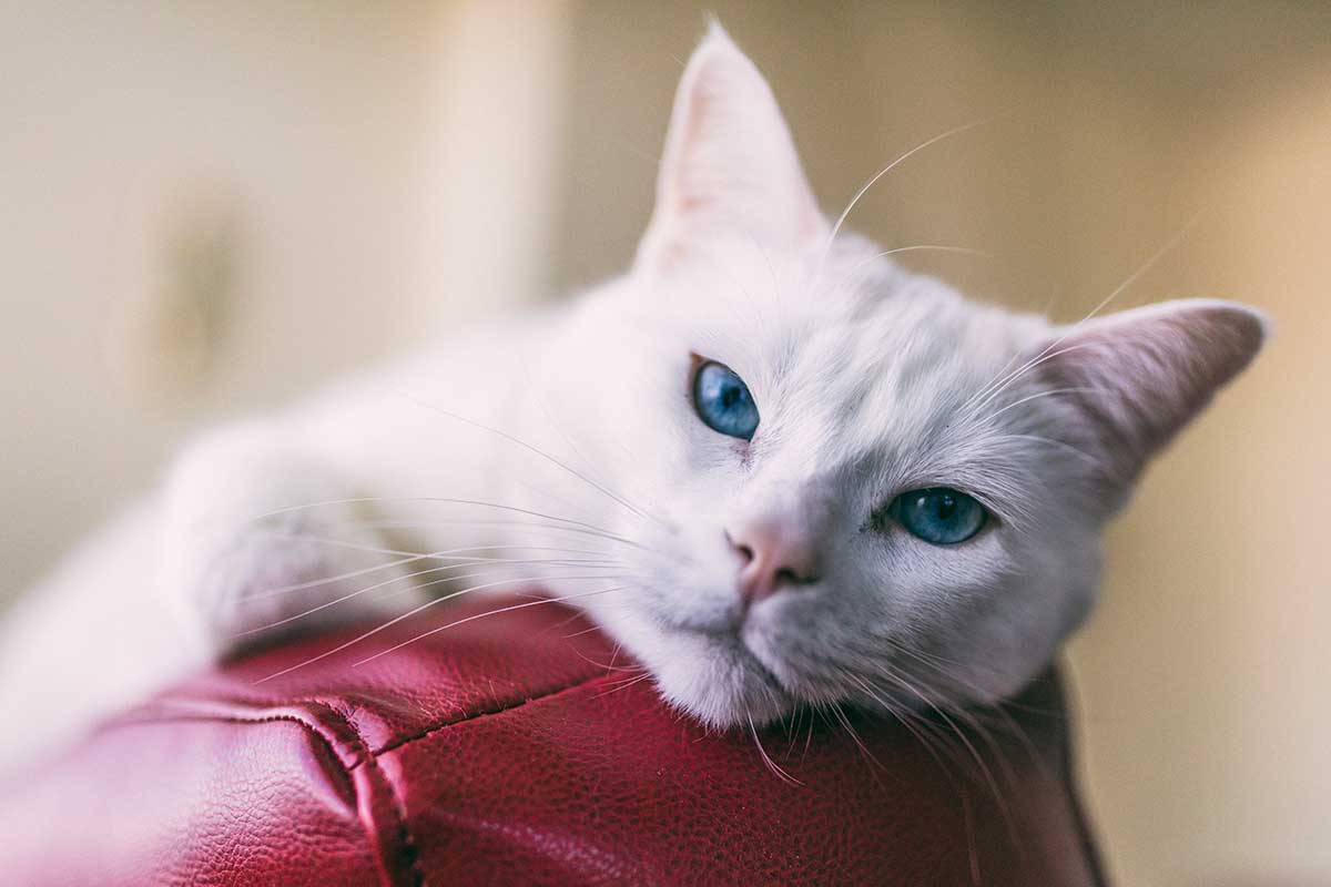 A blue-eyed cat
