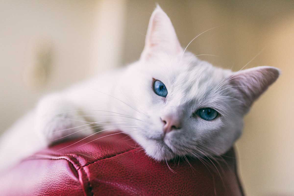 A blue-eyed cat