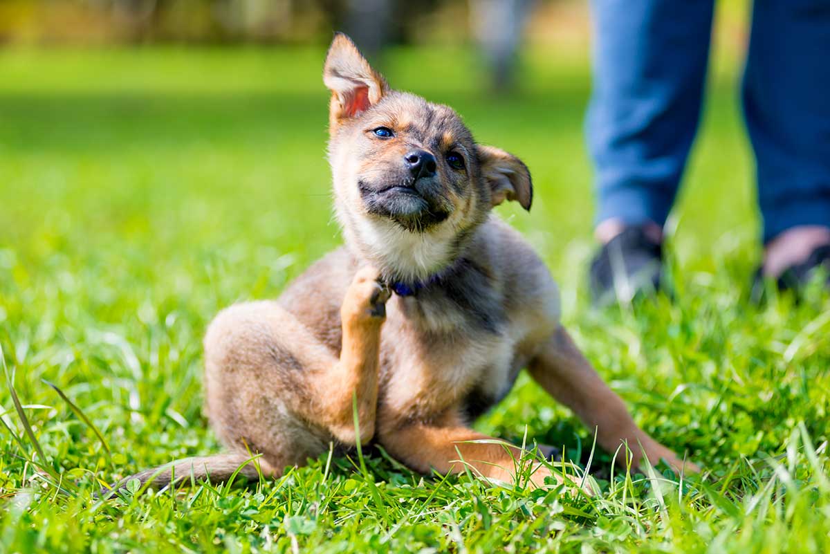 A puppy scratching itself