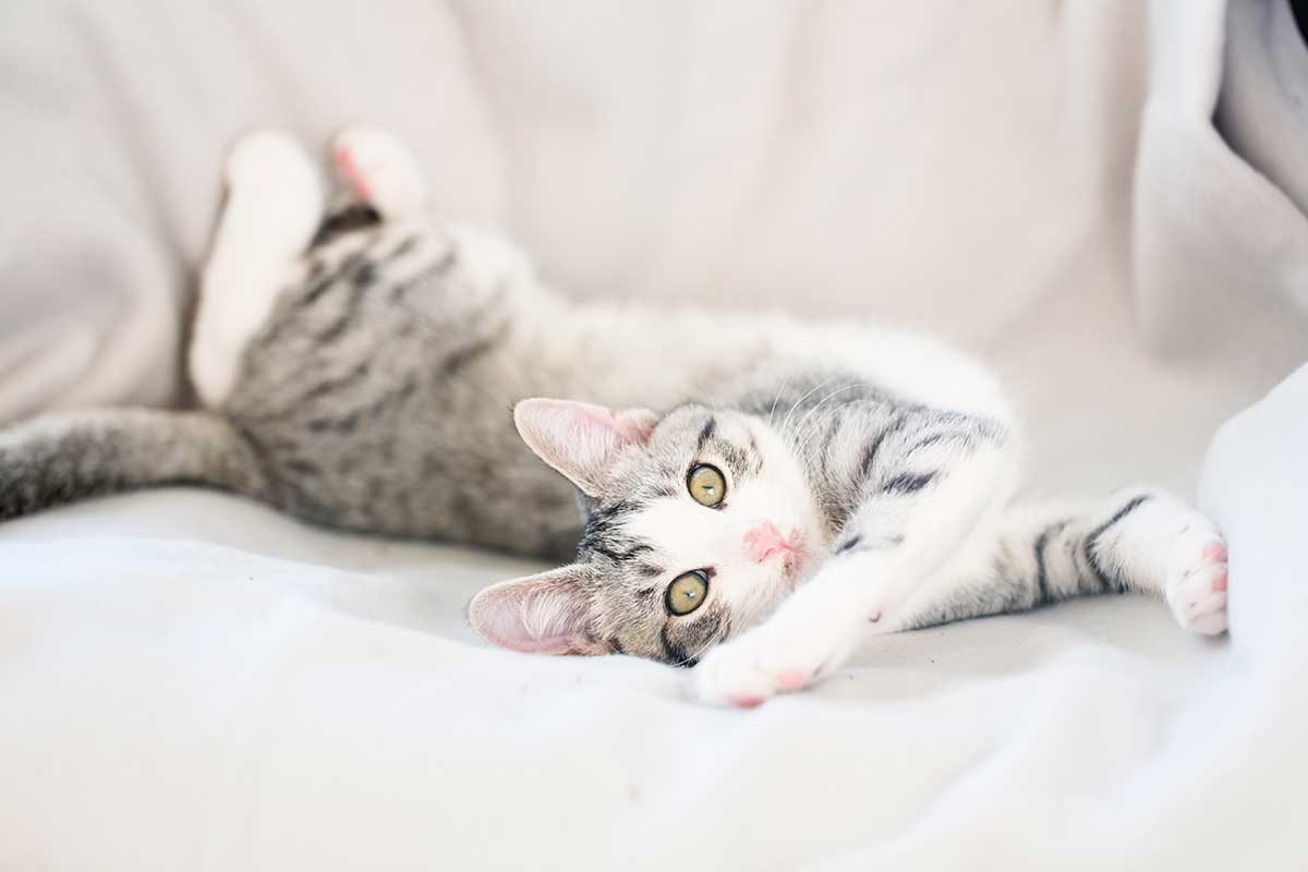 Pet Wellness Care | Arcadia, FL | Animal Ark of Arcadia
