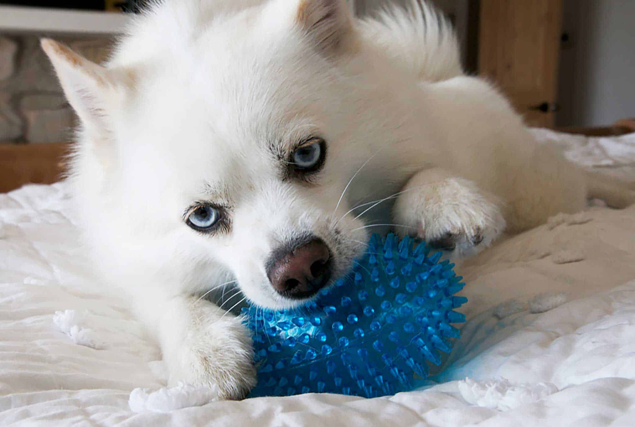 american eskimo dog is ill with infectious disease